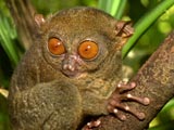 Tarsier