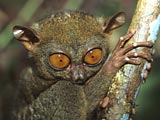 Tarsier