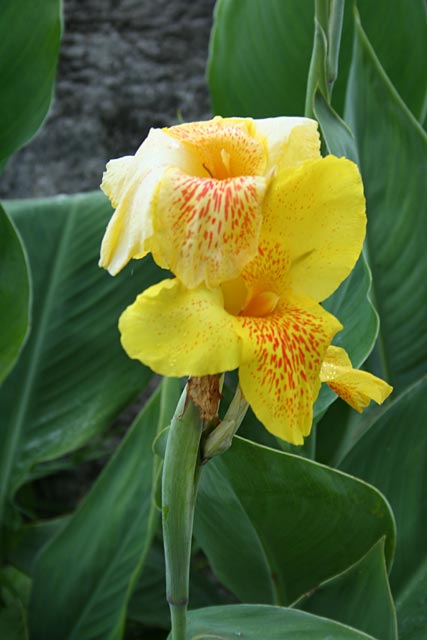 Canna flower