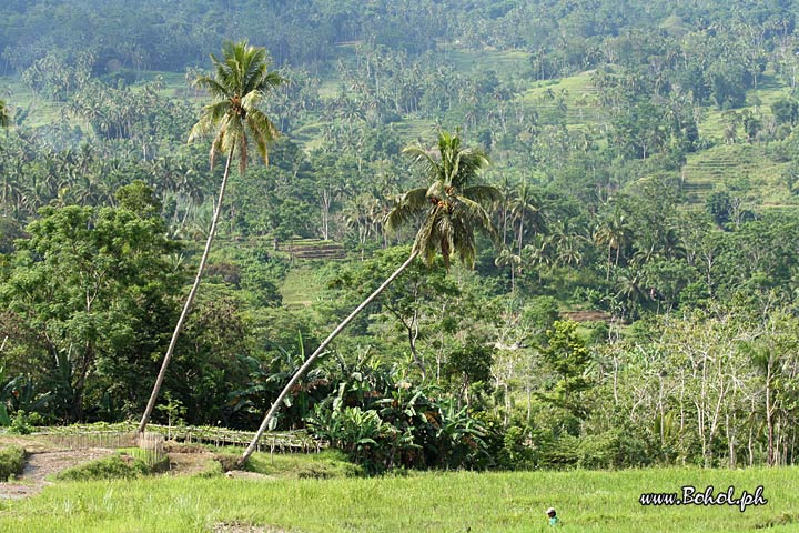 Rice Terraces