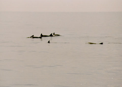 Dolphins