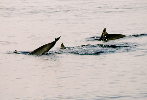 Dolphins