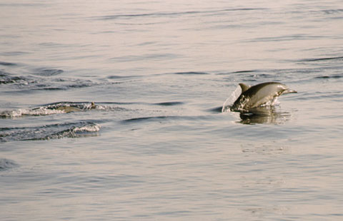 Spinner Dolphin