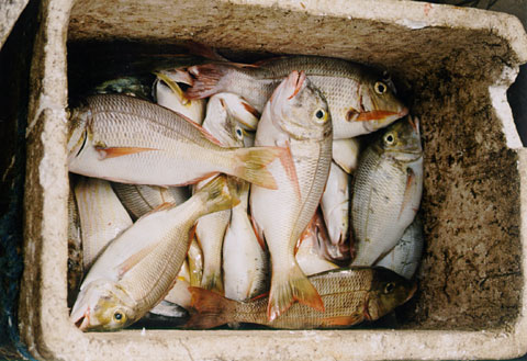 Fish for Sale