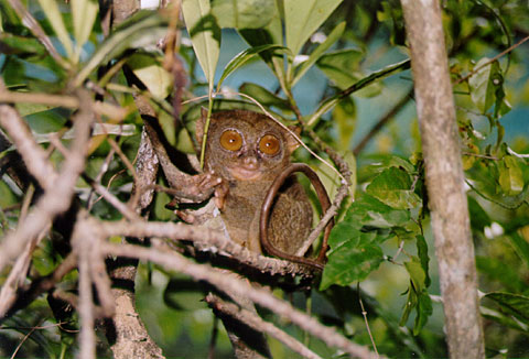 Philippine Tarsier