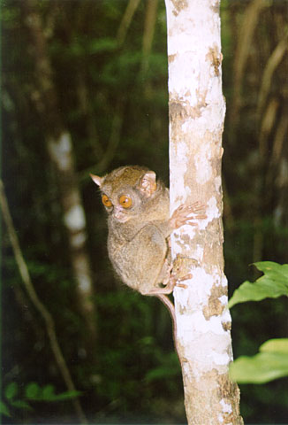 Philippine Tarsier