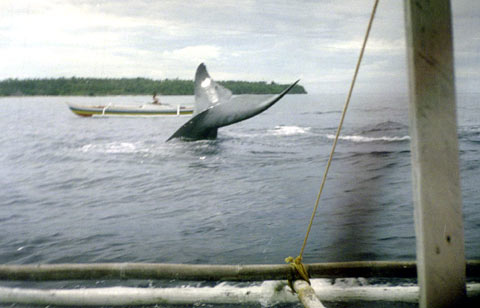 Bryde's Whale