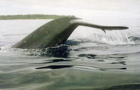 Bryde's whale