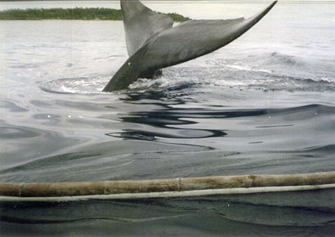 Bryde's Whale Fluke