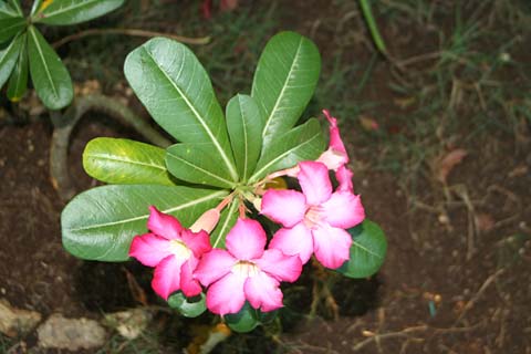 Desert Rose