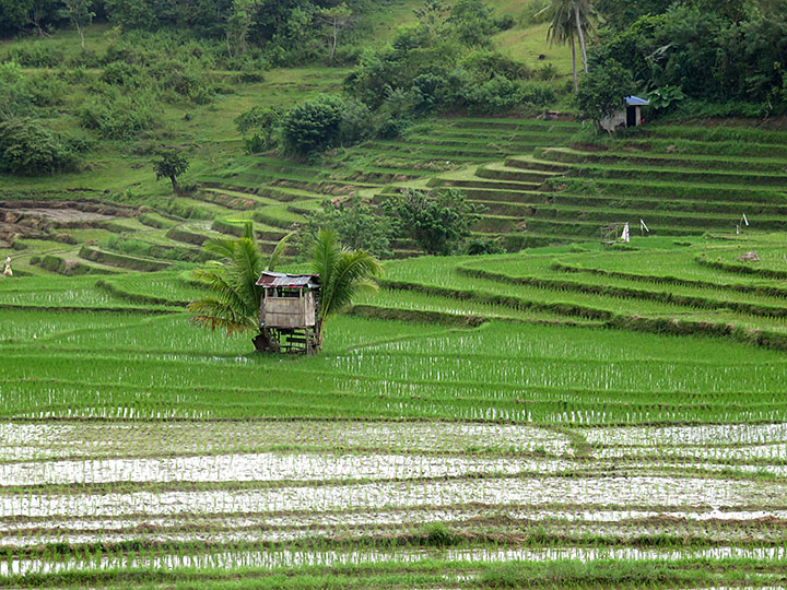 Cadapdapan Rice Terraces