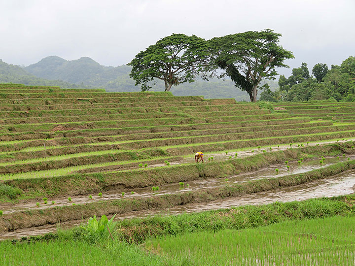 Cadapdapan Rice Terraces