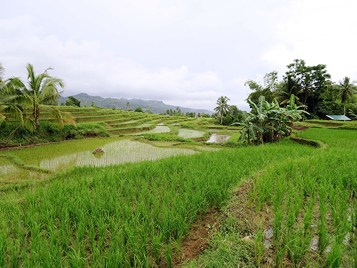 Cadapdapan Rice Terraces