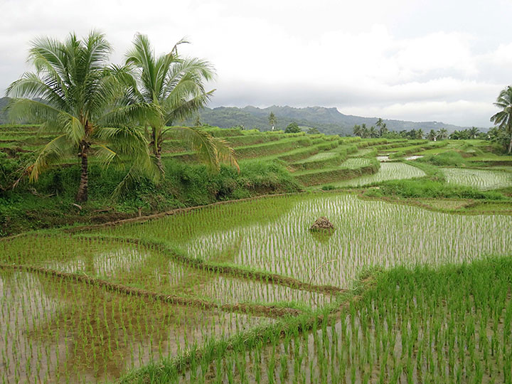 Cadapdapan Rice Terraces