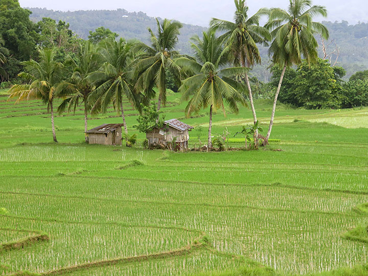 Cadapdapan Rice Terraces