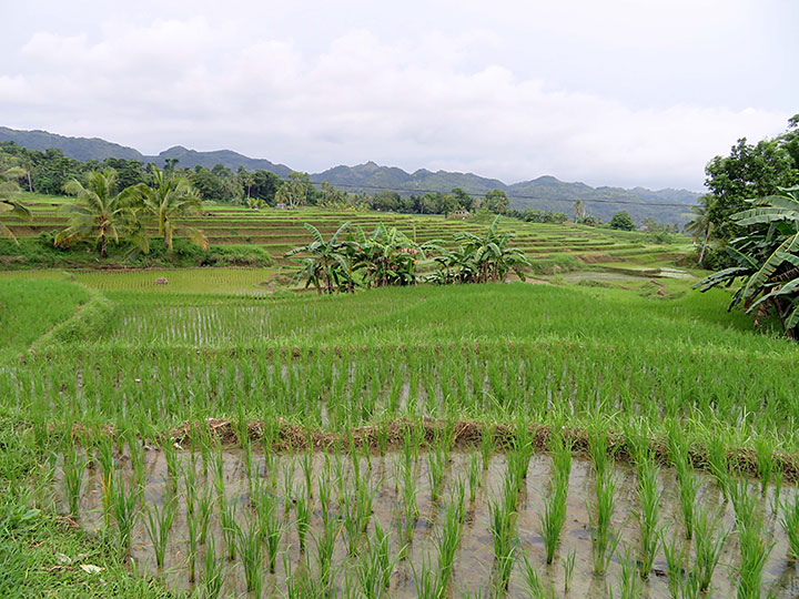 Cadapdapan Rice Terraces