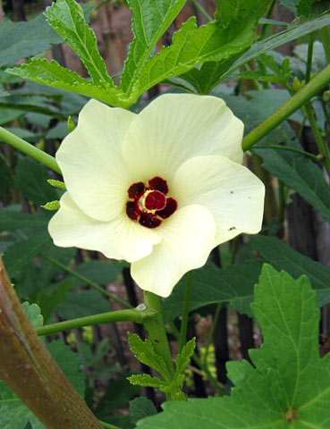 Okra Flower