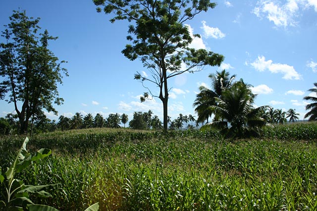 A corn field