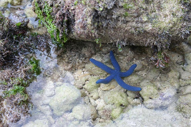 Blue starfish