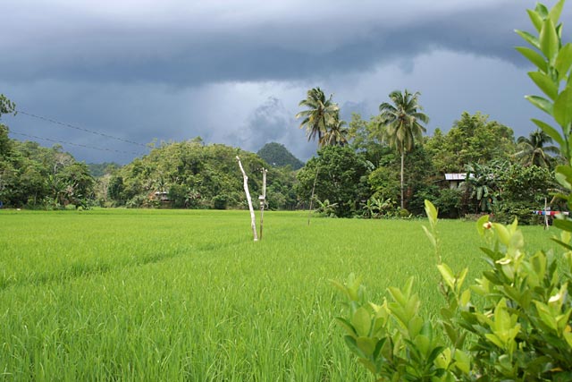 Rice fields