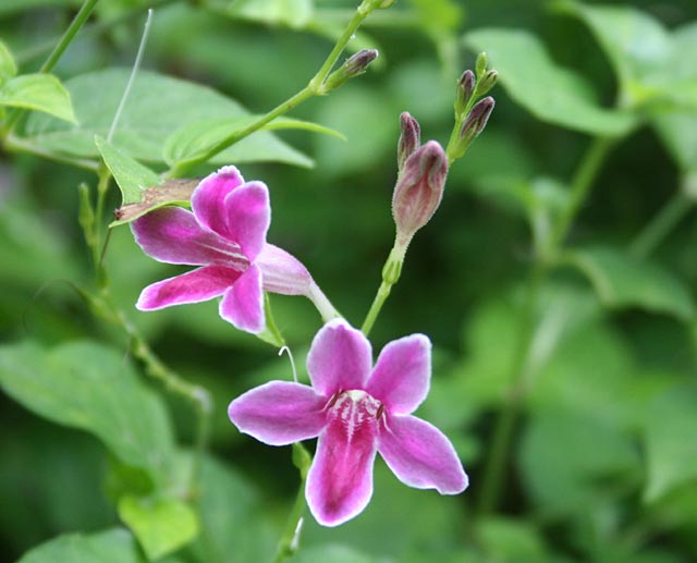 Barleria Cristata