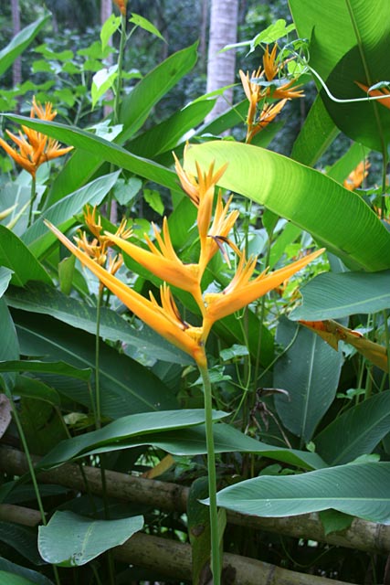 Heliconia Flower