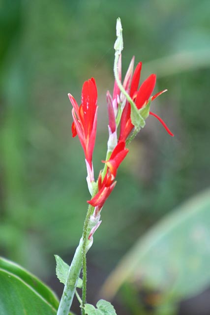 Canna Flower