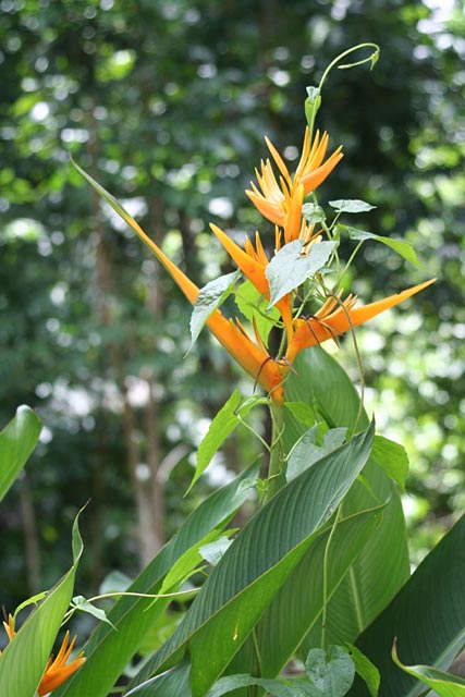 Heliconia Flower