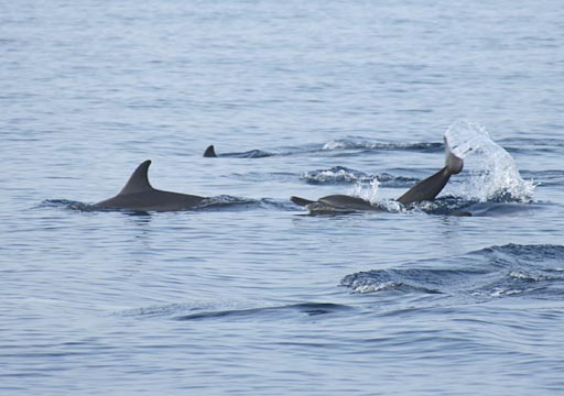 Dolphins