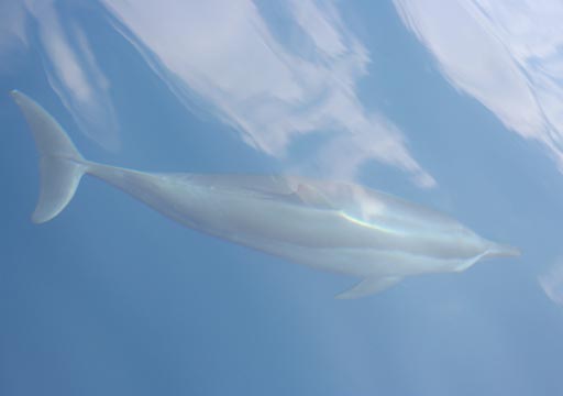 Dolphin Underwater