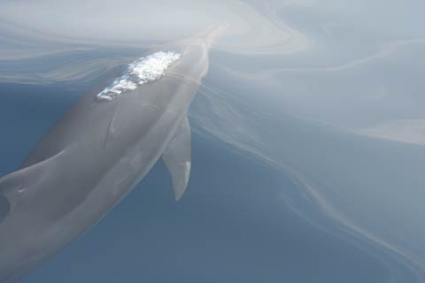 Dolphin underwater