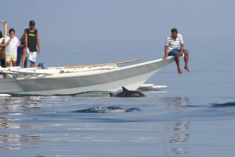 Dolphin near Banka