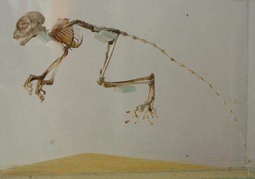 Philippine Tarsier Skeleton