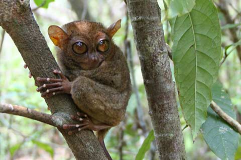 Philippine Tarsier