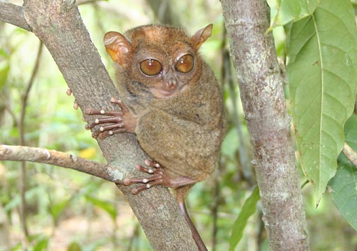 Philippine Tarsier