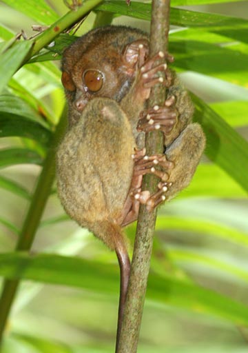 Philippine Tarsier