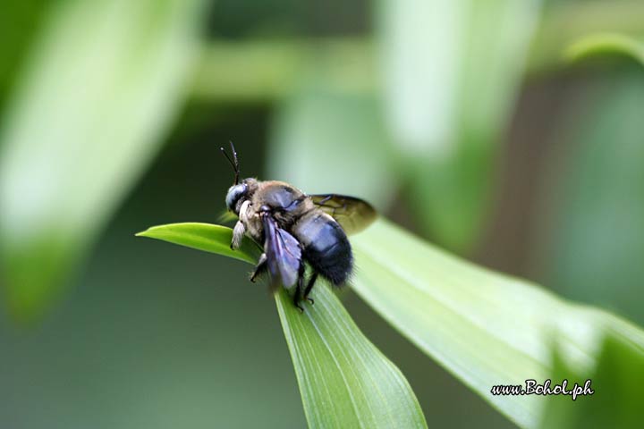 Bumble Bee