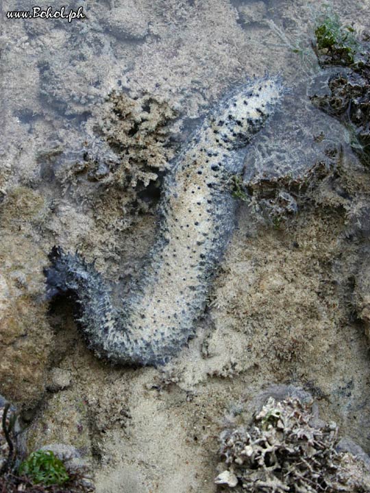 Sea Cucumber