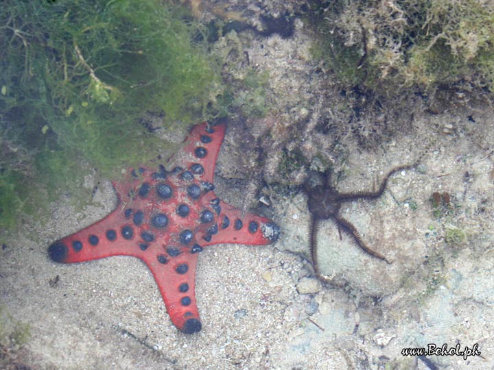 Sea Stars