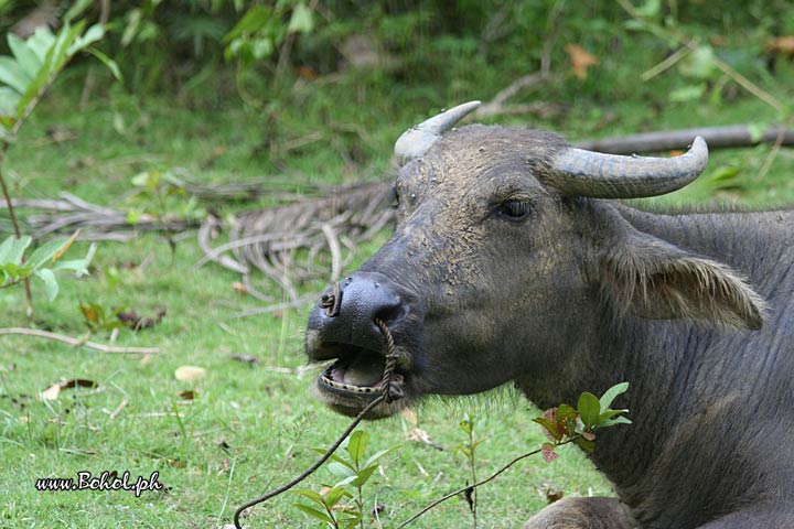 Carabao