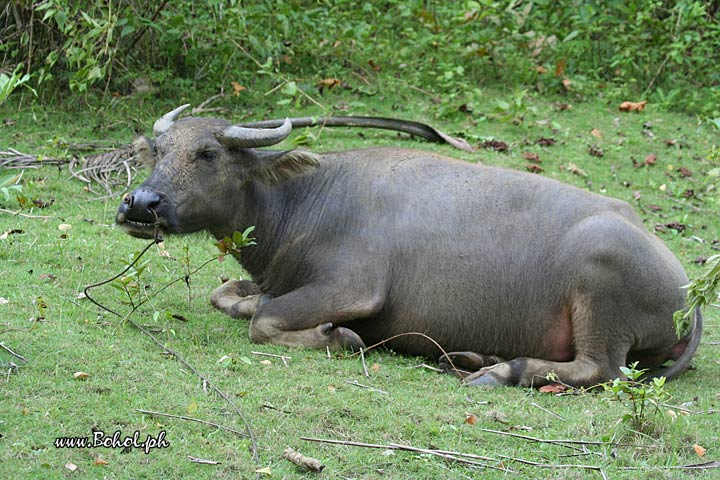 Carabao