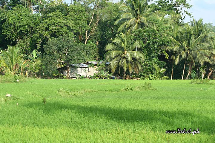 Ricefields