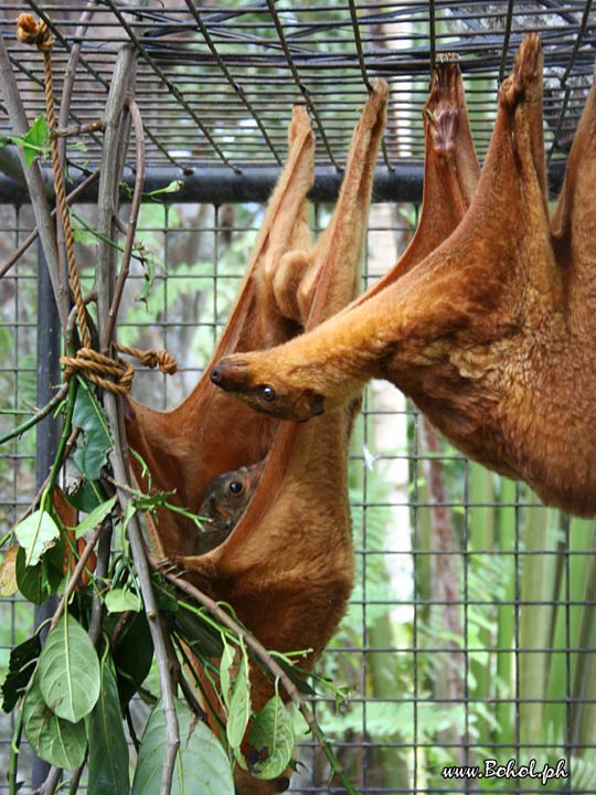 Kagwang or Philippine Flying Lemur