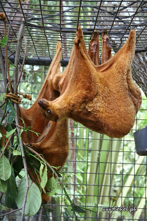 Kagwang or Philippine Flying Lemur