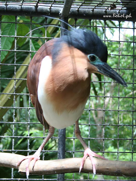 Philippine Rufous Night-Heron