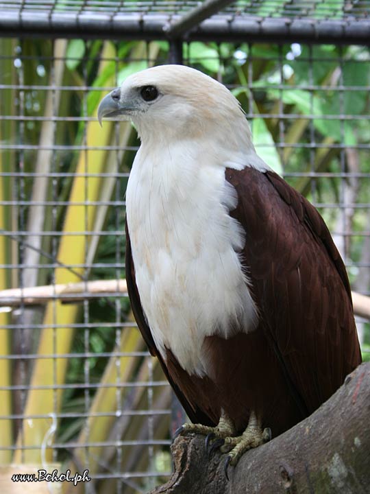 Philippine Braminy Kite