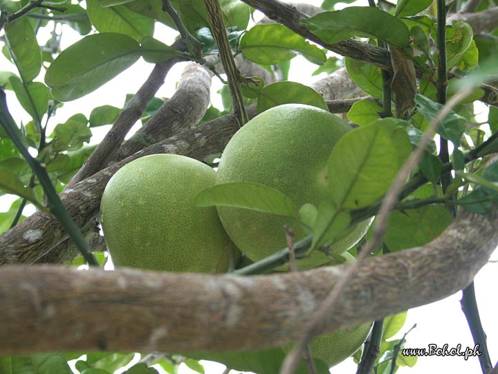 Buongon or Pomelo