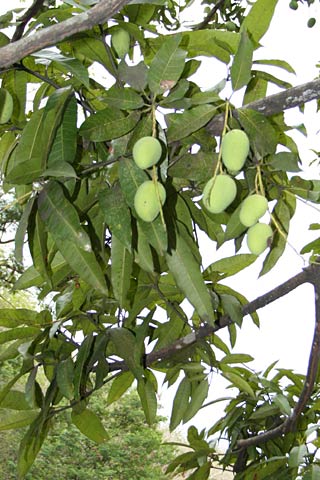 Mangos