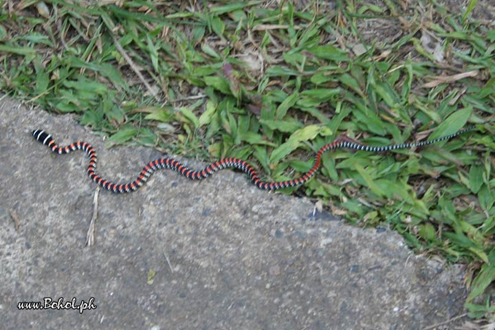 Ornate Flying Snake