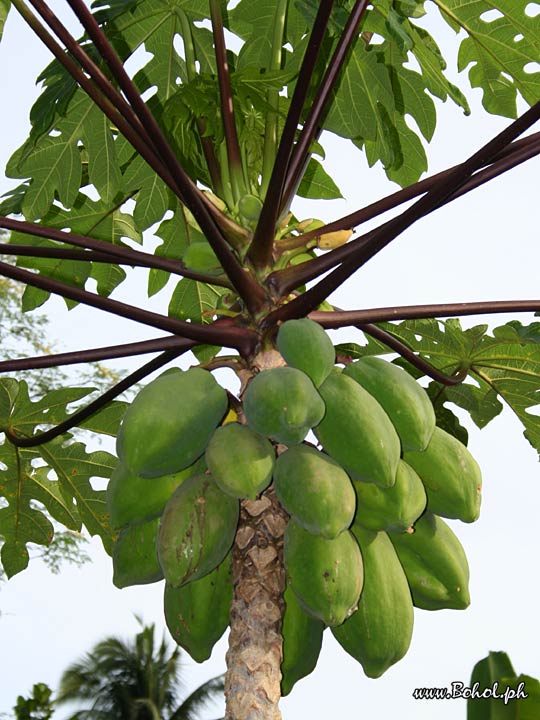 Papaya